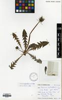 Filed as Taraxacum pseudolarssonii A.J.Richards [family COMPOSITAE]