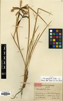 Syntype of Iris polysticta Diels [family IRIDACEAE]