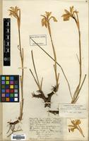Filed as Iris forrestii Dykes [family IRIDACEAE]