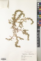 Filed as Sisymbrium polyceratium L. [family CRUCIFERAE]