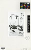 Holotype of Hieracium huber-morathii P.D.Sell & C.West [family COMPOSITAE]