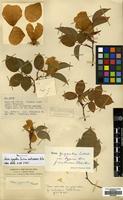Isosyntype of Rosa gigantea Collett ex Crép. forma erubescens Focke [family ROSACEAE]