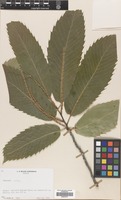 Filed as Castanea sativa Mill. [family FAGACEAE]
