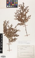 Filed as Quercus cerris L. var. cerris [family FAGACEAE]