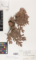 Filed as Quercus cerris L. var. cerris [family FAGACEAE]