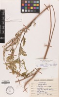 Filed as Cannabis sativa L. [family CANNABACEAE]