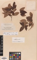 Filed as Zelkova carpinifolia Dippel [family ULMACEAE]