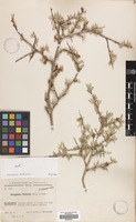 Filed as Prunus kotschyi (Boiss. & Hohen.) Meikle [family ROSACEAE]