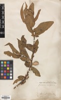 Filed as Prunus persica (L.) Batsch. [family ROSACEAE]