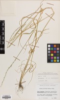 Filed as Lolium persicum Boiss. & Hohen. [family GRAMINEAE]