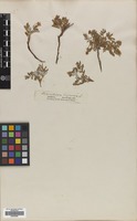Filed as Potentilla bifurca L. [family ROSACEAE]