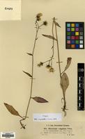 Type of Hieracium vulgatum Fr. subsp. violascentiforme Pohle & Zahn [family COMPOSITAE]