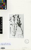 Lectotype of Hieracium anatolicum Freyn & Sint. [family COMPOSITAE]