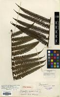 Type of Dryopteris esquirolii Christ [family DRYOPTERIDACEAE]