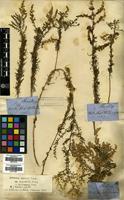 Filed as Artemisia scoparia Waldst. & Kit. [family COMPOSITAE]