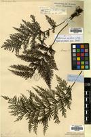 Isosyntype of Trichomanes apiifolium C.Presl [family HYMENOPHYLLACEAE]