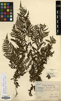 Syntype of Diplazium kodamai Nakai [family WOODSIACEAE]