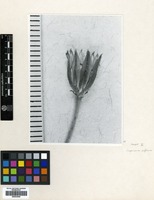 Type of Lapsana alpina Boiss. & Balansa [family COMPOSITAE]