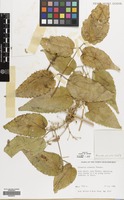 Filed as Clematis simensis Fresen. [family RANUNCULACEAE]