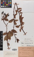 Filed as Rosa sempervirens L. [family ROSACEAE]