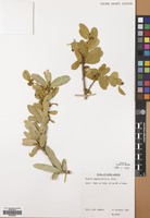 Filed as Boscia angustifolia A. Rich. [family CAPPARACEAE]