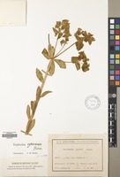 Filed as Euphorbia valerianifolia Lam. [family EUPHORBIACEAE]