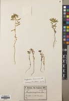 Filed as Euphorbia taurinensis All. [family EUPHORBIACEAE]
