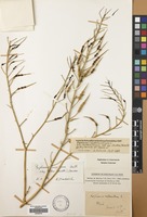 Filed as Raphanus raphanistrum L. subsp. raphanistrum [family CRUCIFERAE]