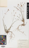 Filed as Linum tenuifolium L. [family LINACEAE]