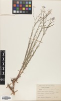 Filed as Linum austriacum L. subsp. austriacum [family LINACEAE]