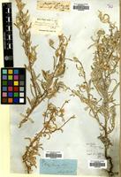 Filed as Dicoma tomentosa Cass. [family COMPOSITAE]