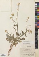 Filed as Carduus argentatus Linn. [family COMPOSITAE]