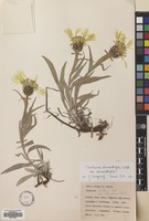 Filed as Centaurea cheiranthifolia Willd. [family COMPOSITAE]