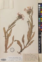 Filed as Centaurea cheiranthifolia Willd. var. purpurascens (DC.) Wagen. [family COMPOSITAE]