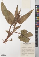 Filed as Rumex patientia L. [family POLYGONACEAE]