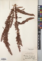 Filed as Rumex nepalensis Spreng. [family POLYGONACEAE]