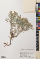 Filed as Centaurea spinosa L. [family COMPOSITAE]