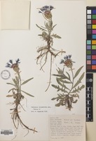 Filed as Centaurea triumfetti All. [family COMPOSITAE]