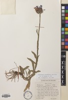 Filed as Centaurea triumfetti All. [family COMPOSITAE]