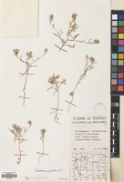 Filed as Centaurea patula DC. [family COMPOSITAE]
