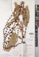 Filed as Rumex steudelii Hochst. [family POLYGONACEAE]