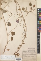 Filed as Convolvulus stachydifolius Choisy [family CONVOLVULACEAE]