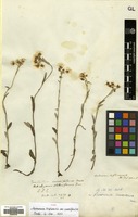 Type of Antennaria triplinervis Sims var. cuneifolia DC. [family COMPOSITAE]