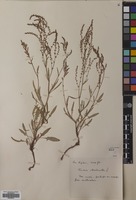 Filed as Rumex acetosella L. [family POLYGONACEAE]