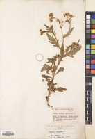 Filed as Senecio aegyptius L. var. discoideus Boiss. [family COMPOSITAE]