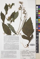 Filed as Crassocephalum crepidioides (Benth.) S.Moore [family COMPOSITAE]