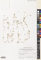 Filed as Bellis annua L. [family COMPOSITAE]