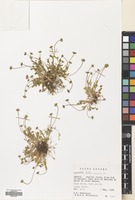 Filed as Bellis annua L. [family COMPOSITAE]