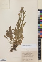 Filed as Erigeron caucasicus Steven [family COMPOSITAE]