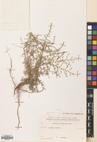 Filed as Artemisia herba-alba Asso [family COMPOSITAE]
